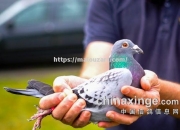 开云体育-比利时运动员实现突破，夺得冠军